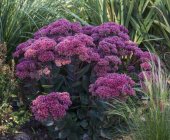 Sedum SunSparkler® 'Thunderhead' Kukehari